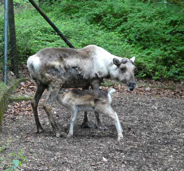 Säugendes Rentier mit einem weiblichen Jungtier am 13. Mai 2018 auf der Außenanlage im Grünen Zoo Wuppertal