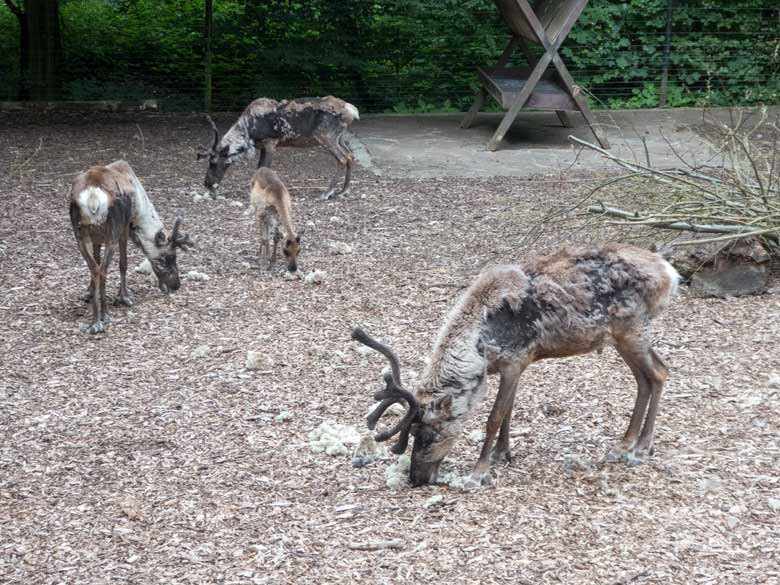 Rentiere am 24. Juni 2018 auf der Außenanlage im Grünen Zoo Wuppertal