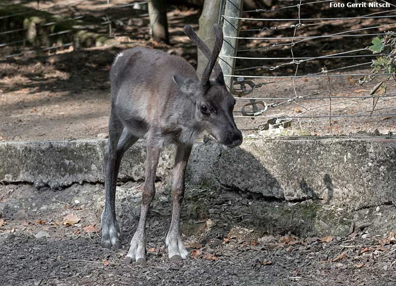 Rentier-Jungtier am 28. August 2018 auf der Außenanlage im Grünen Zoo Wuppertal (Foto Gerrit Nitsch)