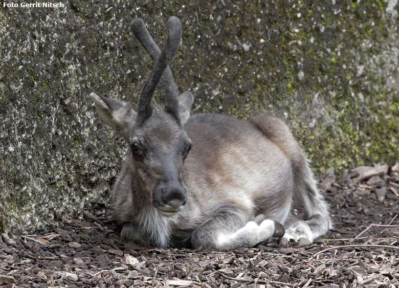 Rentier-Jungtier am 28. August 2018 auf der Außenanlage im Wuppertaler Zoo (Foto Gerrit Nitsch)