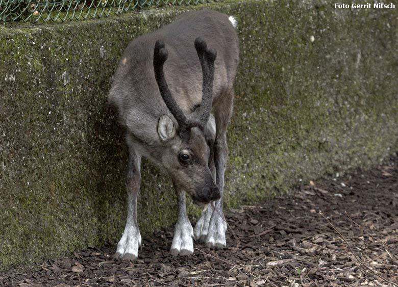 Rentier-Jungtier am 28. August 2018 auf der Außenanlage im Zoologischen Garten Wuppertal (Foto Gerrit Nitsch)