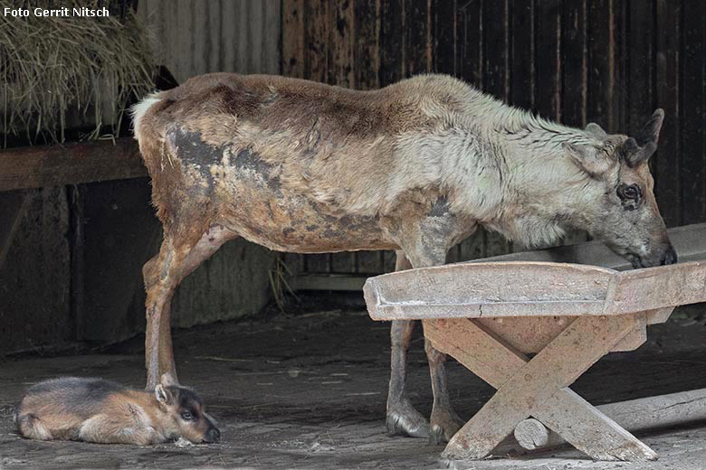 Rentier mit Jungtier am 24. Mai 2019 im Grünen Zoo Wuppertal (Foto Gerrit Nitsch)