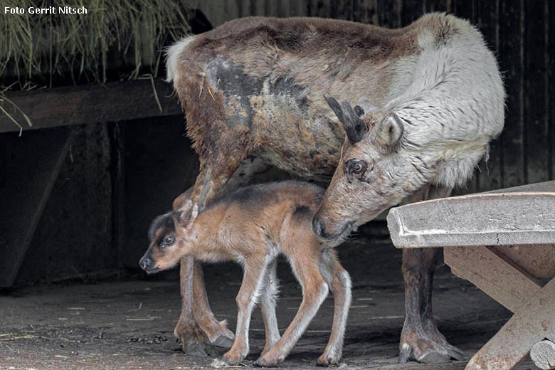 Rentier mit Jungtier am 24. Mai 2019 im Zoo Wuppertal (Foto Gerrit Nitsch)