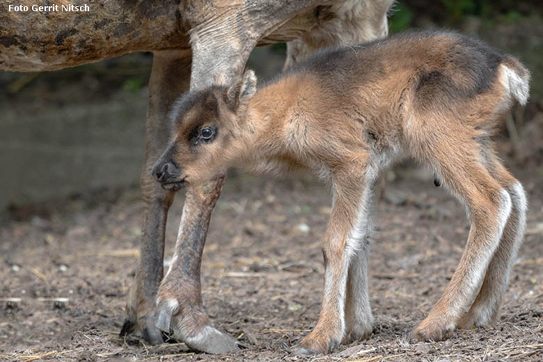 Rentier-Jungtier an seinem ersten Lebenstag, dem 24. Mai 2019, im Zoologischen Garten Wuppertal (Foto Gerrit Nitsch)