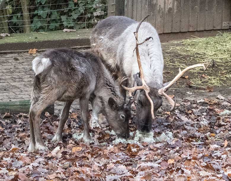 Rentier mit Jungtier am 24. November 2019 auf der Außenanlage im Grünen Zoo Wuppertal
