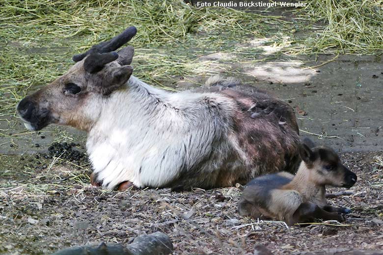 Rentier mit Jungtier am 14. Mai 2020 auf der Außenanlage im Zoologischen Garten Wuppertal (Foto Claudia Böckstiegel-Wengler)