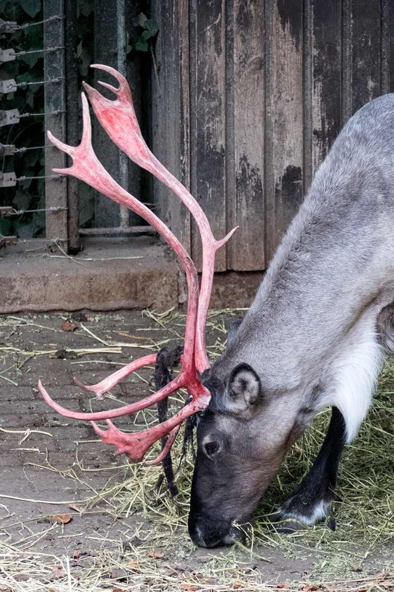 Rentier mit blutigem Geweih am 30. August 2020 vor dem Stallgebäude im Zoo Wuppertal