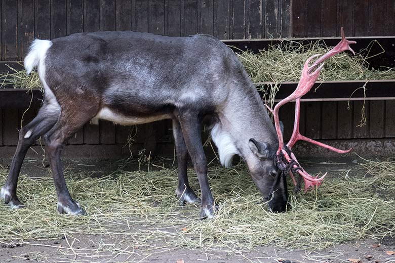 Rentier mit blutigem Geweih am 30. August 2020 vor dem Stallgebäude im Zoologischen Garten Wuppertal