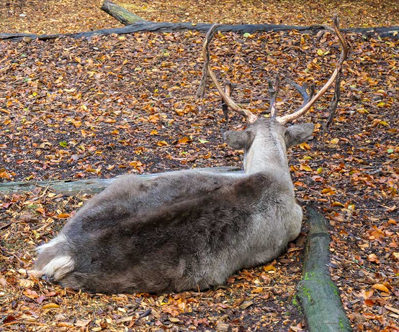 Rentier mit Bast-Resten am Geweih am 27. September 2020 auf der Außenanlage im Grünen Zoo Wuppertal