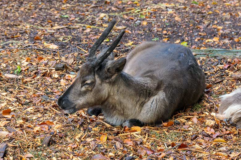 Junges Rentier mit vollem Bast am Geweih am 27. September 2020 auf der Außenanlage im Zoologischen Garten Wuppertal