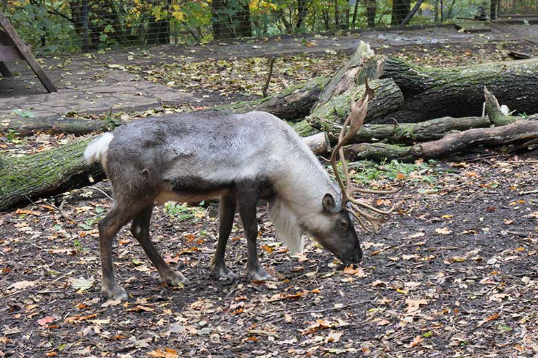 Rentier am 26. Oktober 2020 auf der Außenanlage im Zoo Wuppertal