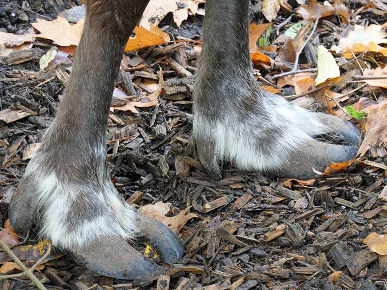 Vorderfüße eines Rentiers am 26. Oktober 2020 auf der Außenanlage im Wuppertaler Zoo