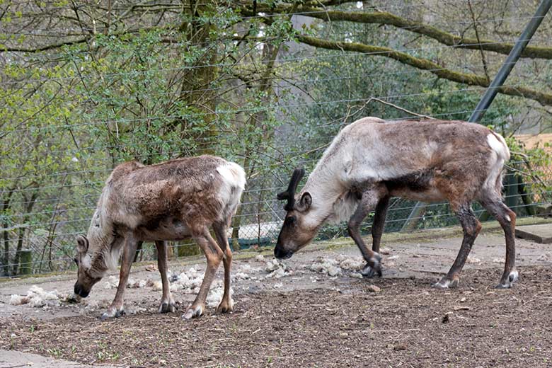 Spezial-Moos für Rentiere am 18. April 2021 auf der linken Außenanlage im Grünen Zoo Wuppertal