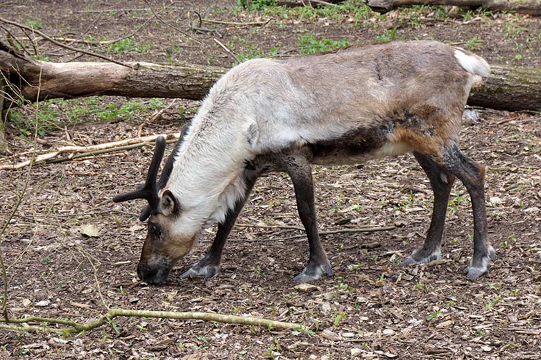 Rentier (Haustierform) am 30. April 2021 auf der linken Außenanlage im Zoologischen Garten der Stadt Wuppertal