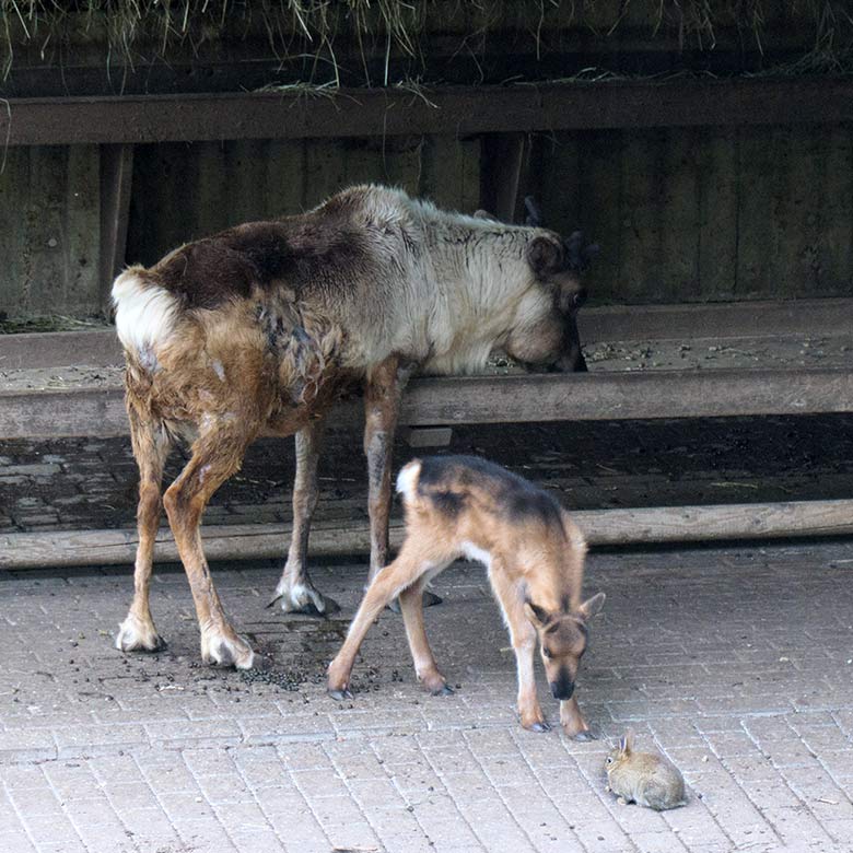 Rentier mit Jungtier am 6. Mai 2021 auf der linken Außenanlage im Grünen Zoo Wuppertal