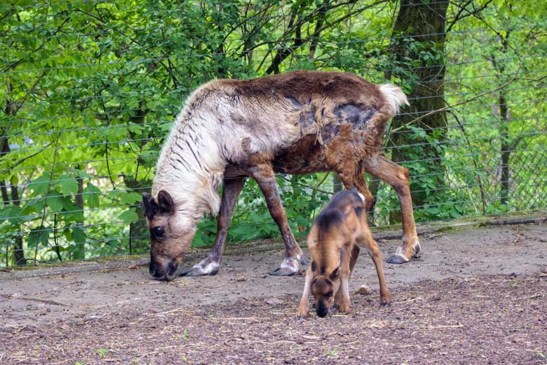 Rentier mit Jungtier am 6. Mai 2021 auf der linken Außenanlage im Zoologischen Garten Wuppertal