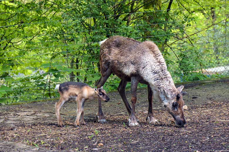 Rentier-Jungtier an seinem ersten Lebenstag am 7. Mai 2021 auf der linken Außenanlage im Grünen Zoo Wuppertal