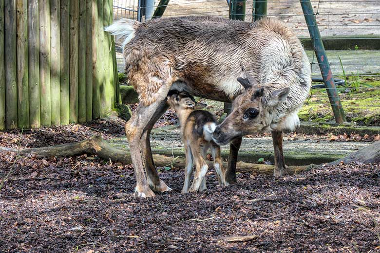 Rentier-Jungtier an seinem ersten Lebenstag am 7. Mai 2021 auf der rechten Außenanlage im Zoologischen Garten Wuppertal