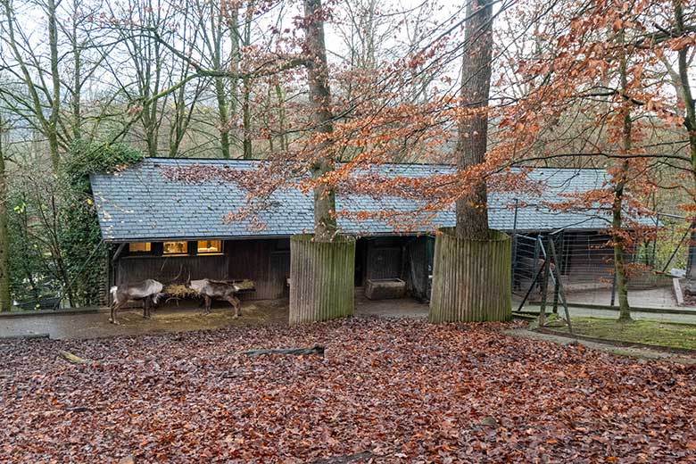 Rentiere am 29. November 2021 vor dem Stallgebäude der rechten Außenanlage im Grünen Zoo Wuppertal