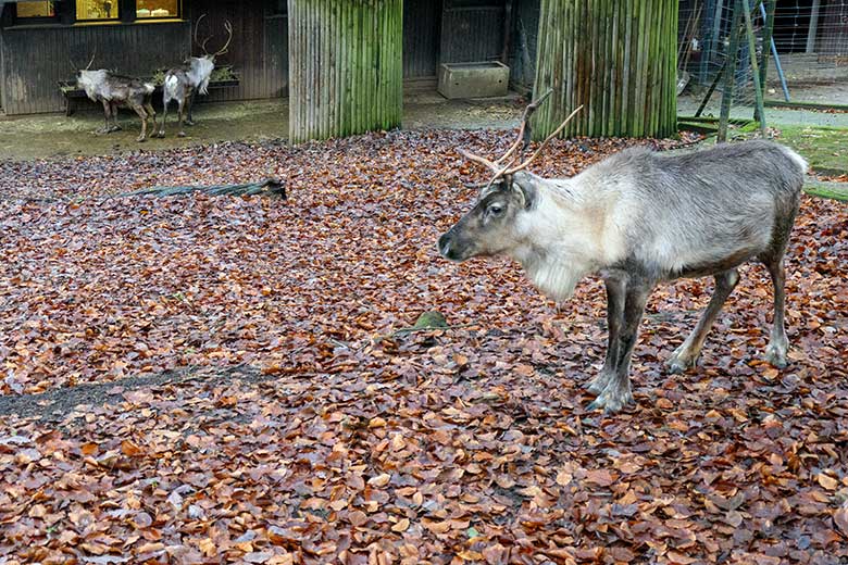 Drei adulte Rentiere (Haustierform) am 4. Dezember 2021 auf der rechten Außenanlage im Grünen Zoo Wuppertal