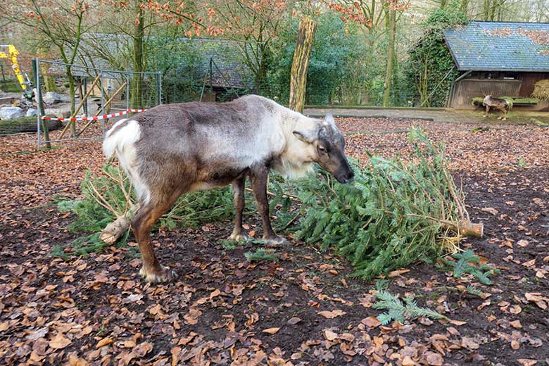 Männliches Rentier (Haustierform) mit gekapptem Geweih am 1. Januar 2022 mit Nadelbäumen auf der Außenanlage im Zoo Wuppertal