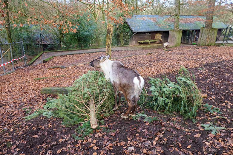 Männliches Rentier (Haustierform) mit gekapptem Geweih am 1. Januar 2022 mit Nadelbäumen auf der Außenanlage im Wuppertaler Zoo