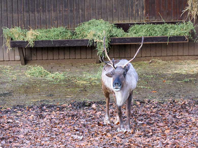 Weibliches Rentier (Haustierform) am 1. Januar 2022 auf der Außenanlage im Grünen Zoo Wuppertal