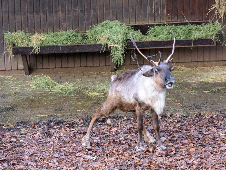 Weibliches Rentier (Haustierform) am 1. Januar 2022 auf der Außenanlage im Zoologischen Garten Wuppertal