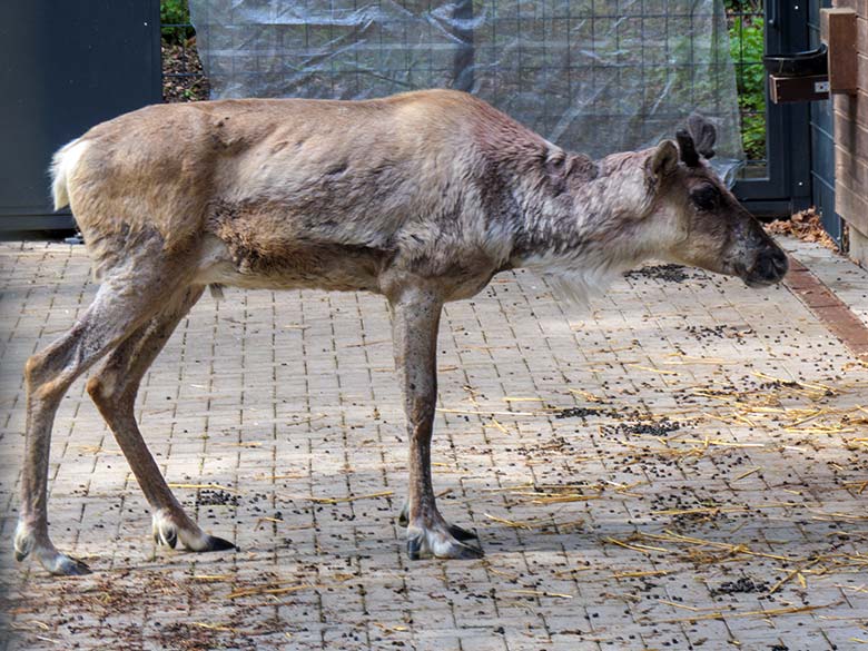 Europäisches Waldrentier am 1. Mai 2021 im Vorgehege am Stallgebäude im Grünen Zoo Wuppertal