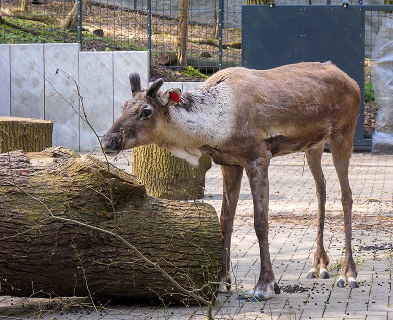 Europäisches Waldrentier am 1. Mai 2021 im Vorgehege am Stallgebäude im Zoo Wuppertal