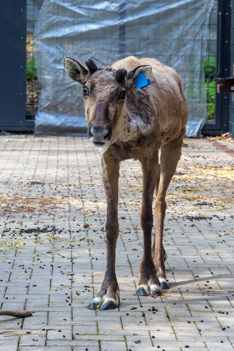 Europäisches Waldrentier am 1. Mai 2021 im Vorgehege am Stallgebäude im Wuppertaler Zoo