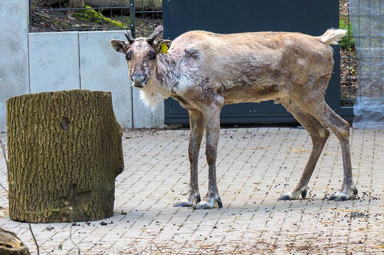 Europäisches Waldrentier am 1. Mai 2021 im Vorgehege am Stallgebäude im Grünen Zoo Wuppertal