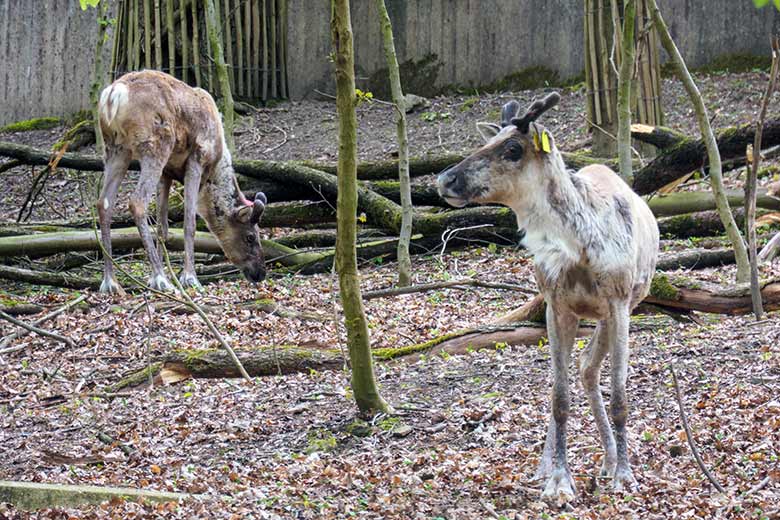 Europäische Waldrentiere am 6. Mai 2021 auf der waldigen Außenanlage im Zoologischen Garten Wuppertal