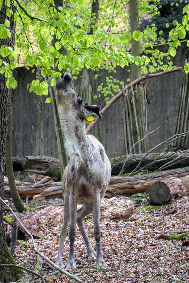 Europäisches Waldrentier am 6. Mai 2021 auf der waldigen Außenanlage im Zoo Wuppertal