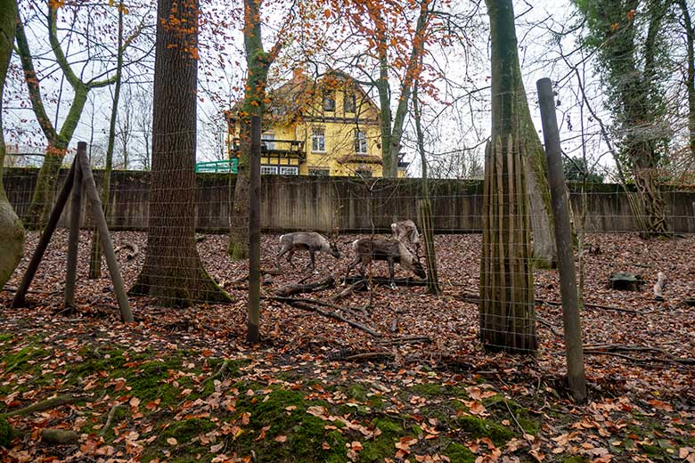 Drei Europäische Waldrentiere am 28. November 2021 im ehemaligen Milu-Wald im Grünen Zoo Wuppertal