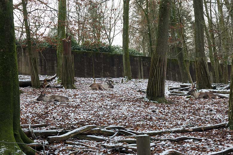 Europäische Waldrentiere am 26. Dezember 2021 im ehemaligen Milu-Wald im Wuppertaler Zoo