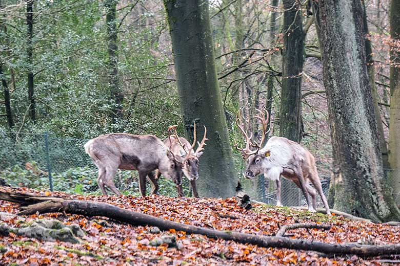 Europäische Waldrentiere am 6. Januar 2022 auf der Außenanlage im Zoologischen Garten der Stadt Wuppertal