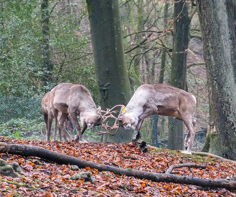 Europäische Waldrentiere am 6. Januar 2022 auf der Außenanlage im Zoo Wuppertal