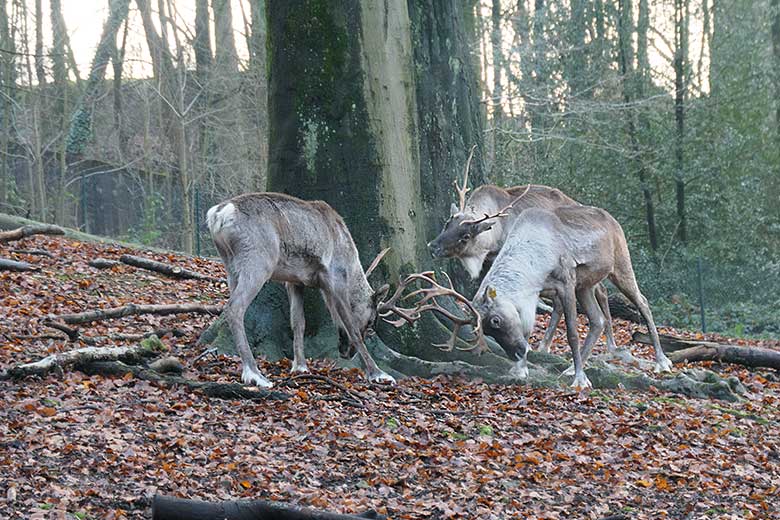 Europäische Waldrentiere am 6. Januar 2022 auf der Außenanlage im Zoologischen Garten Wuppertal