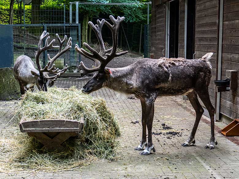 Europäische Waldrentiere am 7. Juni 2023 am Futtertrog im Vorgehege am Stallgebäude im Wuppertaler Zoo