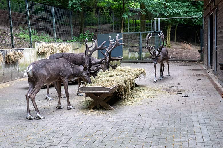 Europäische Waldrentiere am 29. Juni 2023 am Futtertrog im Vorgehege am Stallgebäude im Zoologischen Garten Wuppertal