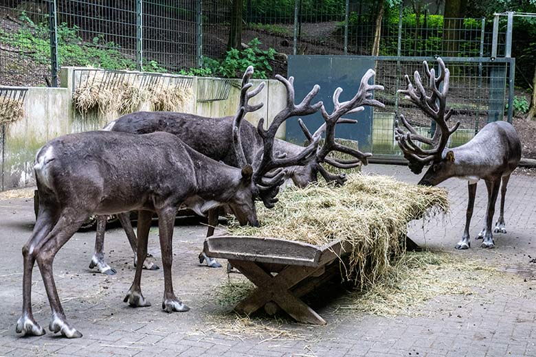 Europäische Waldrentiere am 29. Juni 2023 am Futtertrog im Vorgehege am Stallgebäude im Zoologischen Garten Wuppertal