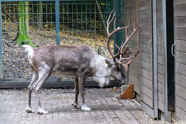 Das verletzte männliche Europäische Waldrentier am 30. Oktober 2023 im Vorgehege am Stallgebäude im Zoo Wuppertal