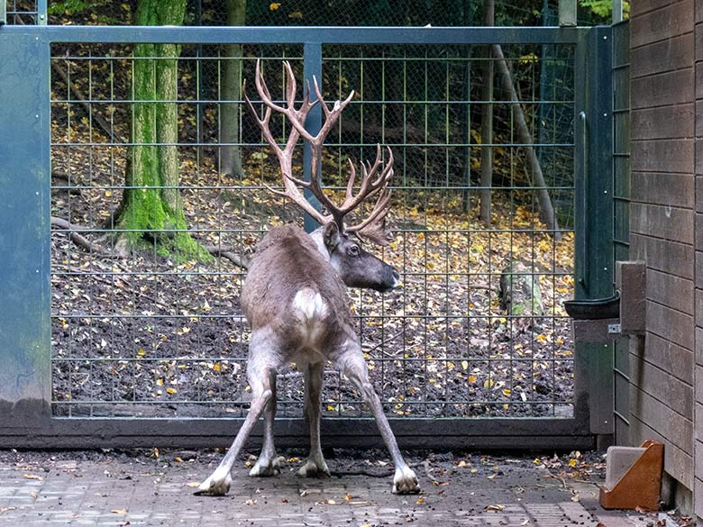 Das verletzte männliche Europäische Waldrentier am 30. Oktober 2023 im Vorgehege am Stallgebäude im Wuppertaler Zoo