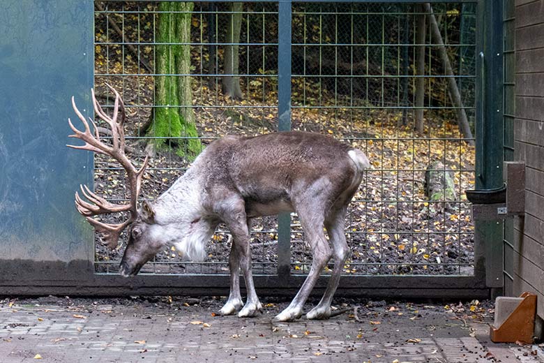 Das verletzte männliche Europäische Waldrentier am 30. Oktober 2023 im Vorgehege am Stallgebäude im Grünen Zoo Wuppertal