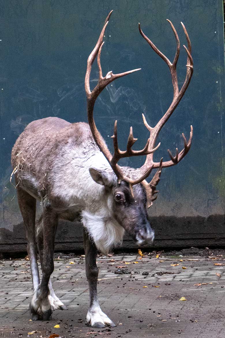 Das verletzte männliche Europäische Waldrentier am 30. Oktober 2023 im Vorgehege am Stallgebäude im Zoologischen Garten Wuppertal