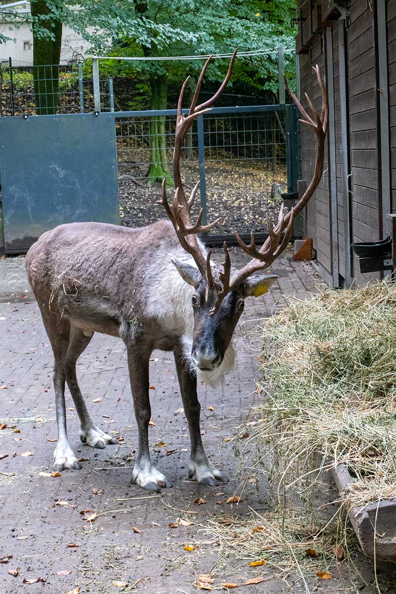 Das verletzte männliche Europäische Waldrentier am 30. Oktober 2023 im Vorgehege am Stallgebäude im Wuppertaler Zoo