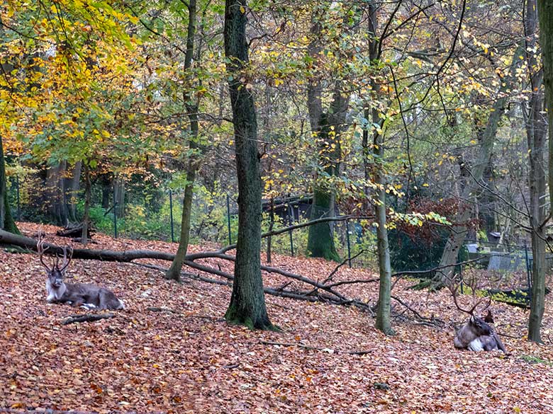 Zwei männliche Europäische Waldrentiere am 14. November 2023 auf dem Waldgelände der Rentier-Anlage im Grünen Zoo Wuppertal