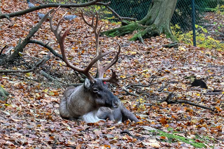 Männliches Europäisches Waldrentier am 17. November 2023 auf dem Waldgelände der Rentier-Anlage im Grünen Zoo Wuppertal