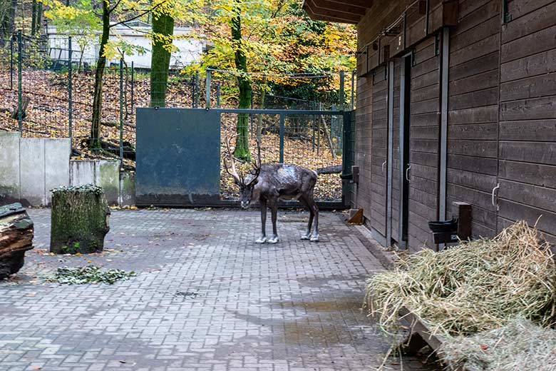 Verletztes männliches Europäisches Waldrentier am 17. November 2023 im Vorgehege am Stallgebäude im Zoologischen Garten der Stadt Wuppertal